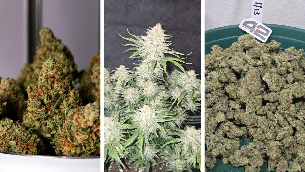 Collage of Frostbanger Auto and Purple Haze Auto cannabis strains, showcasing their vibrant buds and frost.