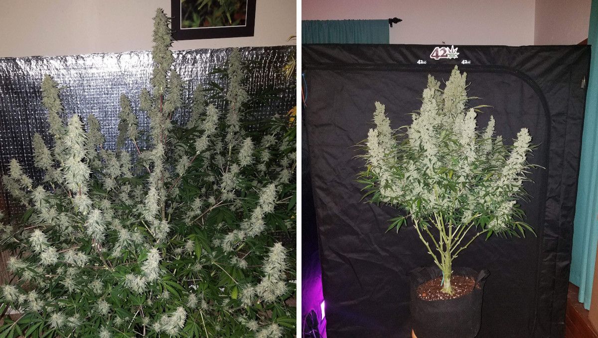 Green Crack Auto cannabis strain: ripening and harvest | week 10 and beyond | a taller and a shorter plant compared