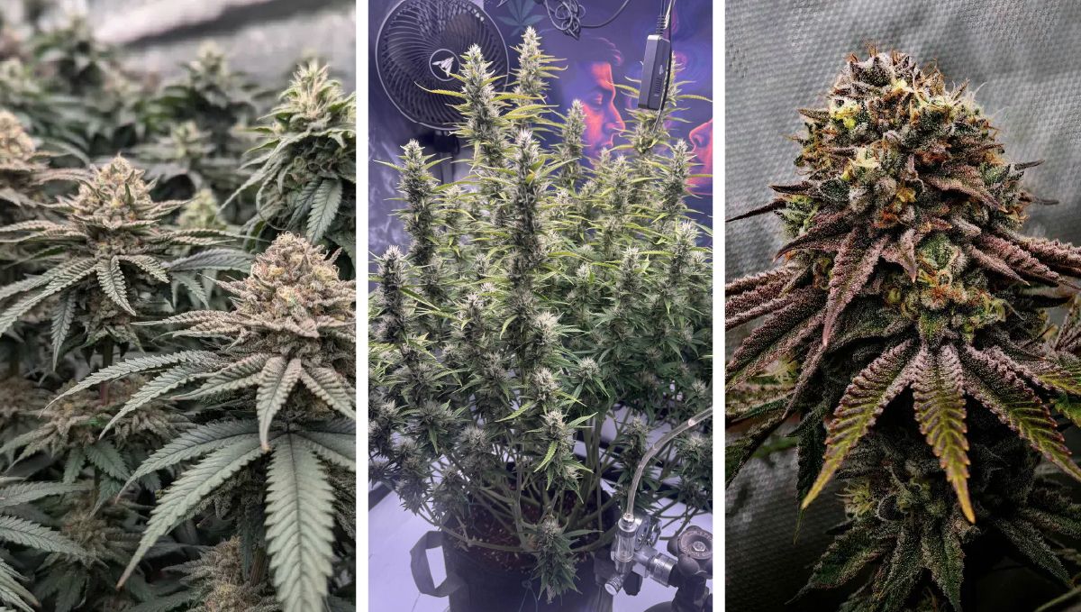 受賞者たちが自身の大麻栽培並びにその創造性を披露するコラージュ。