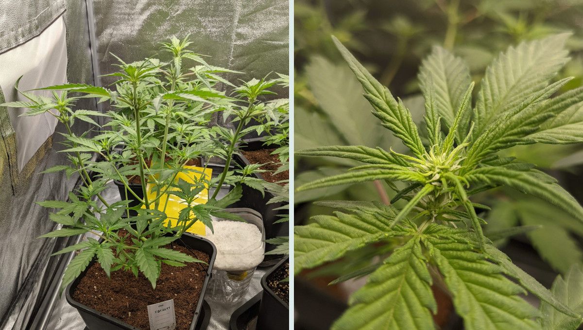 Tropicana Cookies Auto 대마 스트레인: 전환기(개화전) | 5주차 | 완연히 개화 직전인 실내중형 식물