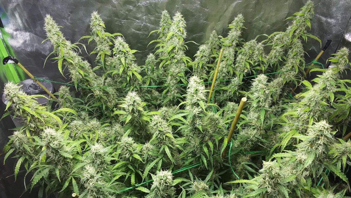 Green Crack Auto cannabis strain: ripening and harvest | week 10 and beyond | a marijuana plant indoors with a wide canopy and many long and fat colas