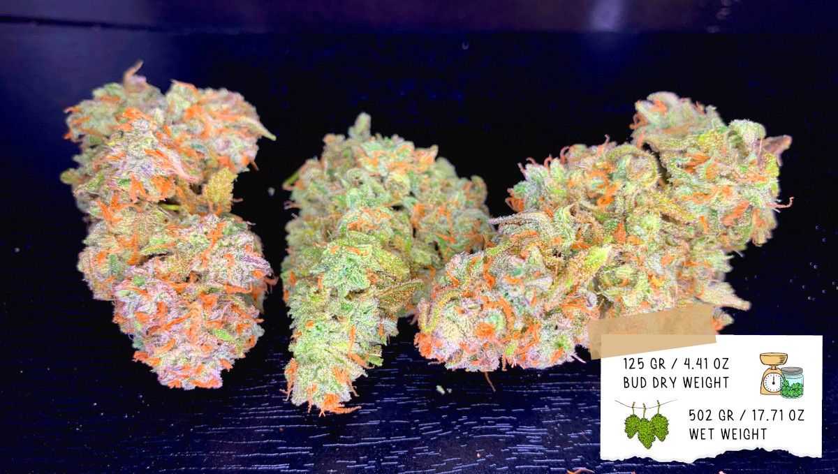 Gelato Auto Cannabis Strain Week-by-Week Guide: Grower D's outcome - Several dried and trimmed weed nuggets
