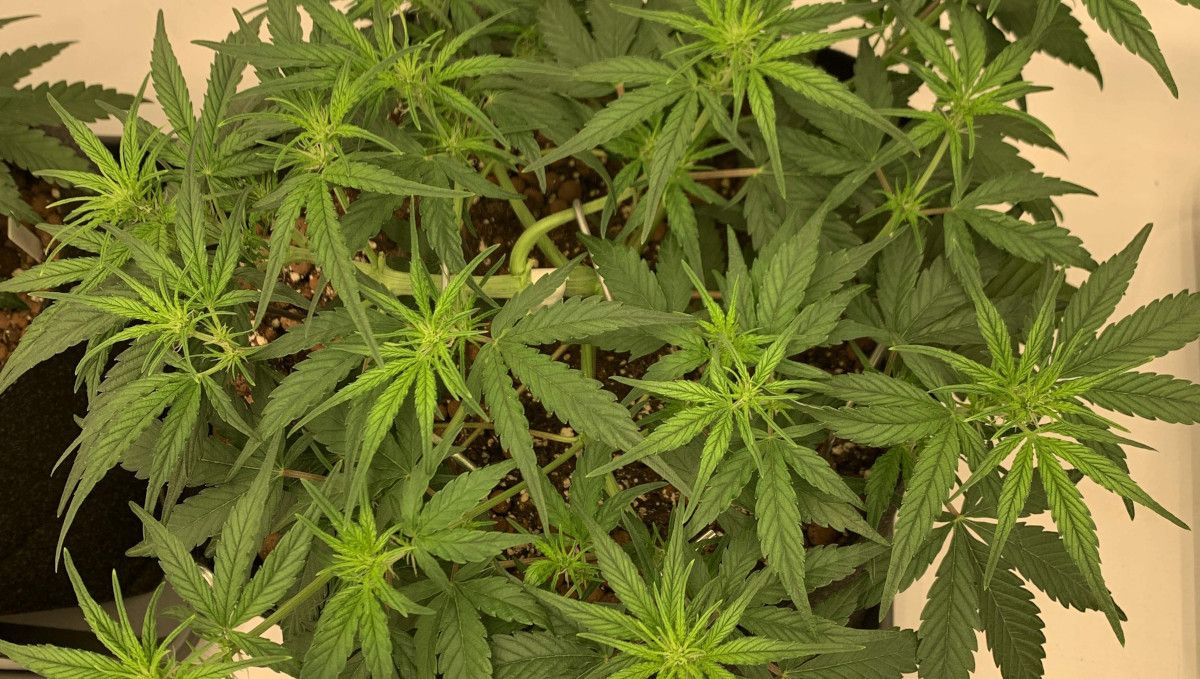 Banana Purple Punch Auto भांग स्ट्रेन: ट्रांजिशन (प्री-फ्लावर) | सप्ताह 5 | चौड़ा और समतल इंडोर पौधा फ्लावरिंग शुरू करता हुआ