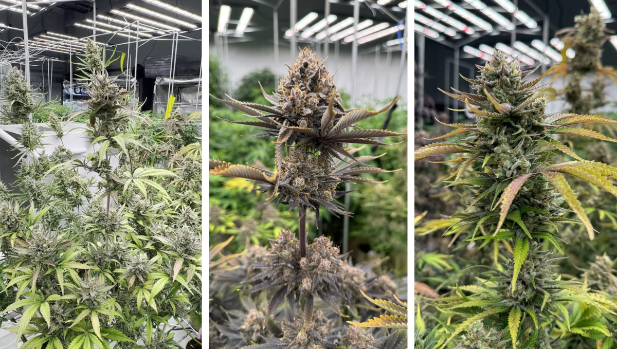 Mix Pack Auto RF3 met verscheidenheid ongelabelde autoflower zaden voor kwekers
