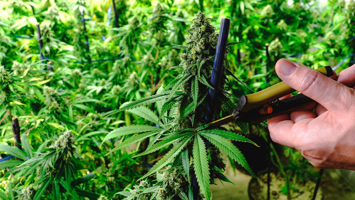 Sour diesel auto guide: trimming