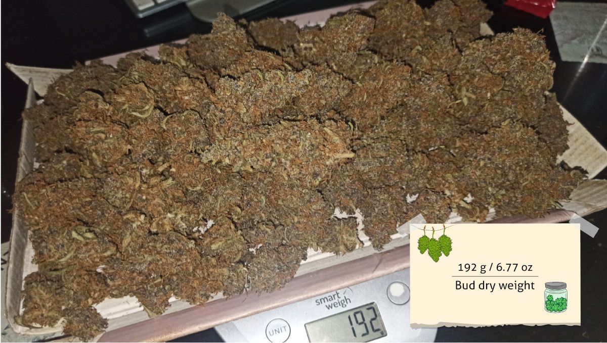 Skywalker OG Auto cannabis strain: harvest
