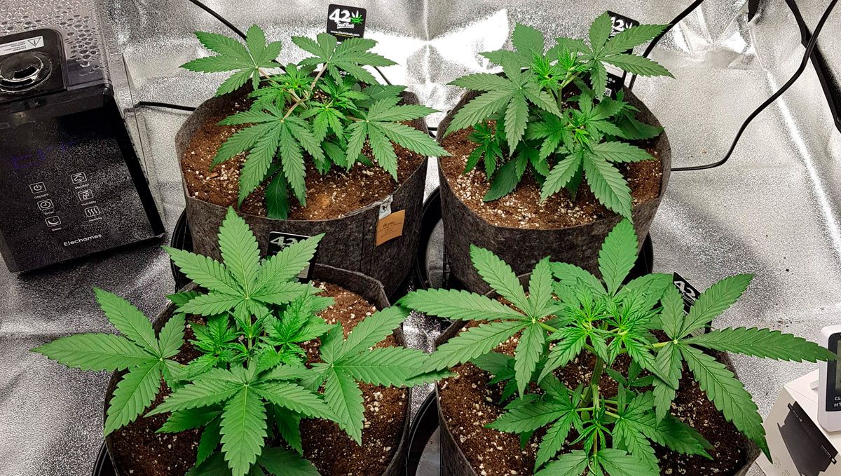Cinderella auto week-by-week guide: vegetative stage week 2