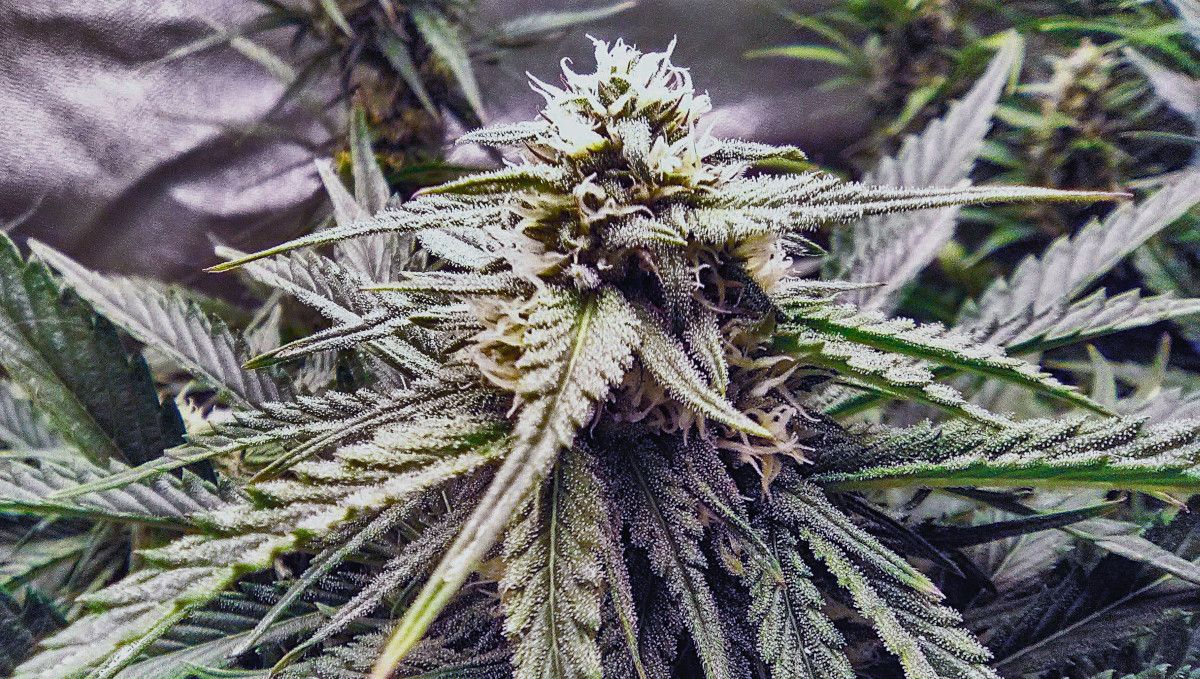 Strawberry Pie Auto Plants Seed Week-by-Week Guide: A plants plant with many flowering tops and a closeup of a bud