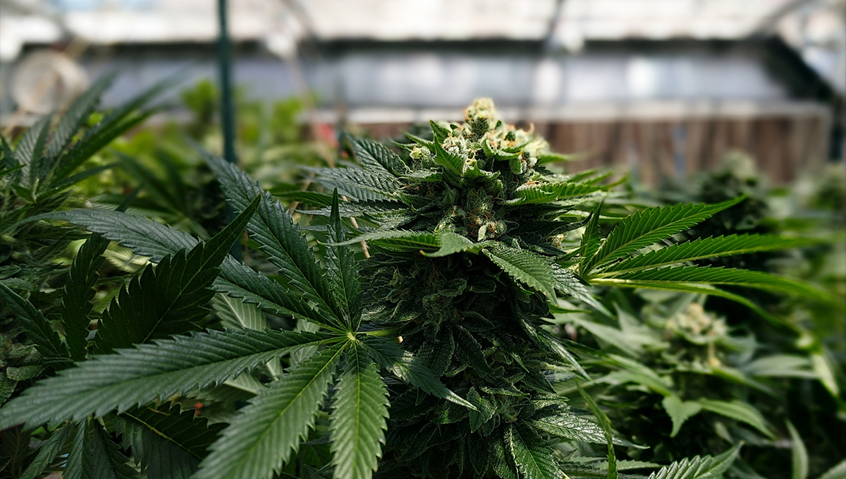 Weed in ireland: medicinal cannabis