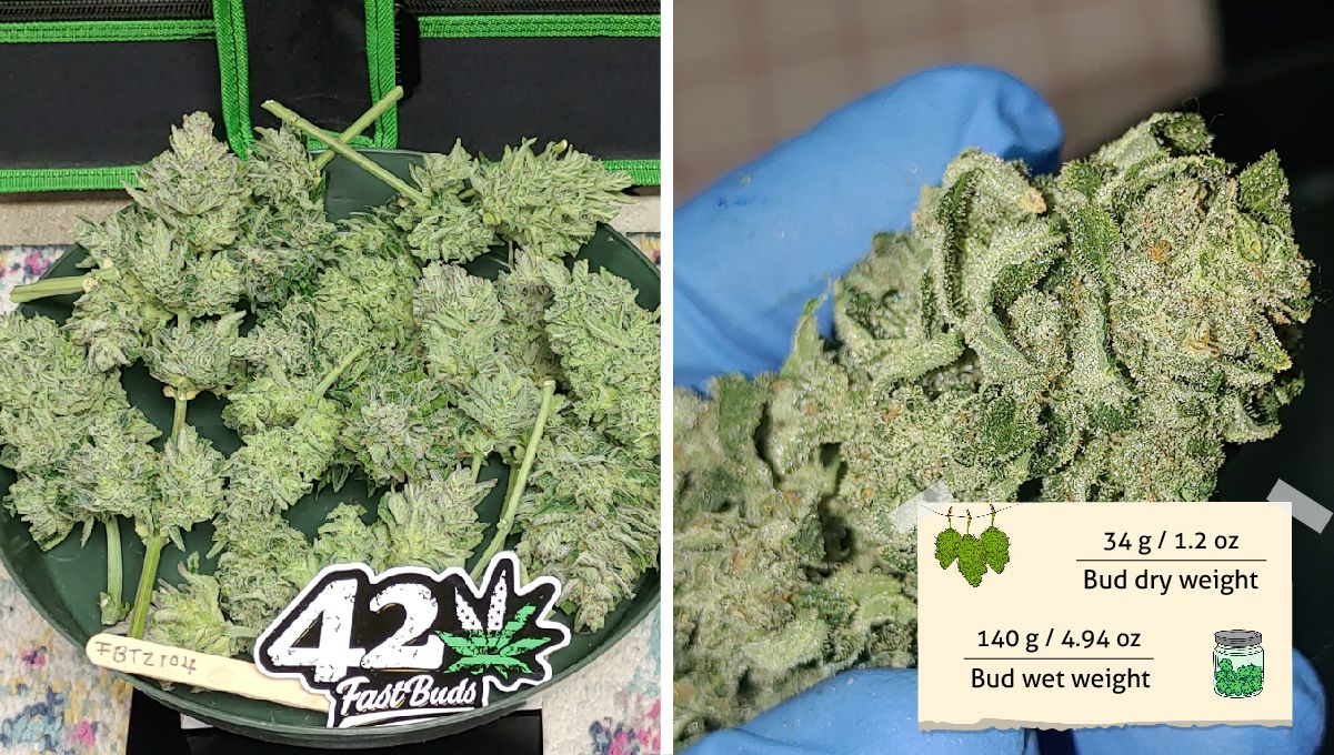 Forbidden Runtz Auto 대마 스트레인 주차별 가이드: 건조한 대마 가지와 매우 레진 풍부한 버드 클로즈업