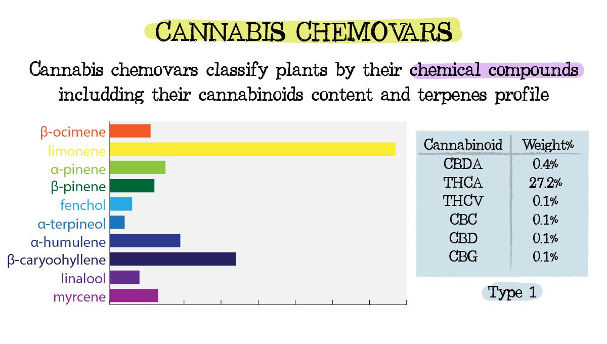 Plants chemtypes and chemovars: what are chemovars?