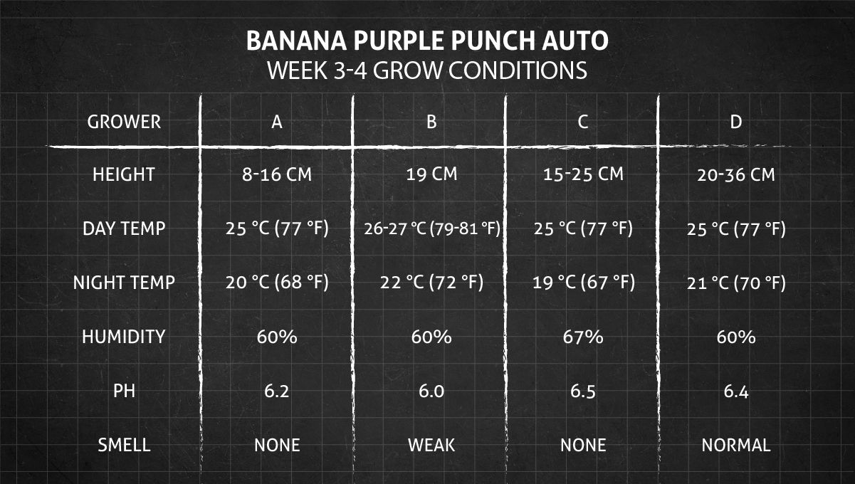 Banana Purple Punch Auto भांग स्ट्रेन: सप्ताह 3-4 ग्रो कंडीशन्स