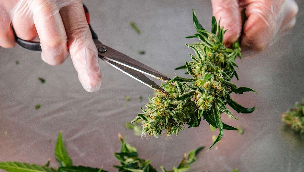 Cheese Auto Cannabis Strain Week-by-Week Guide: Trimming buds