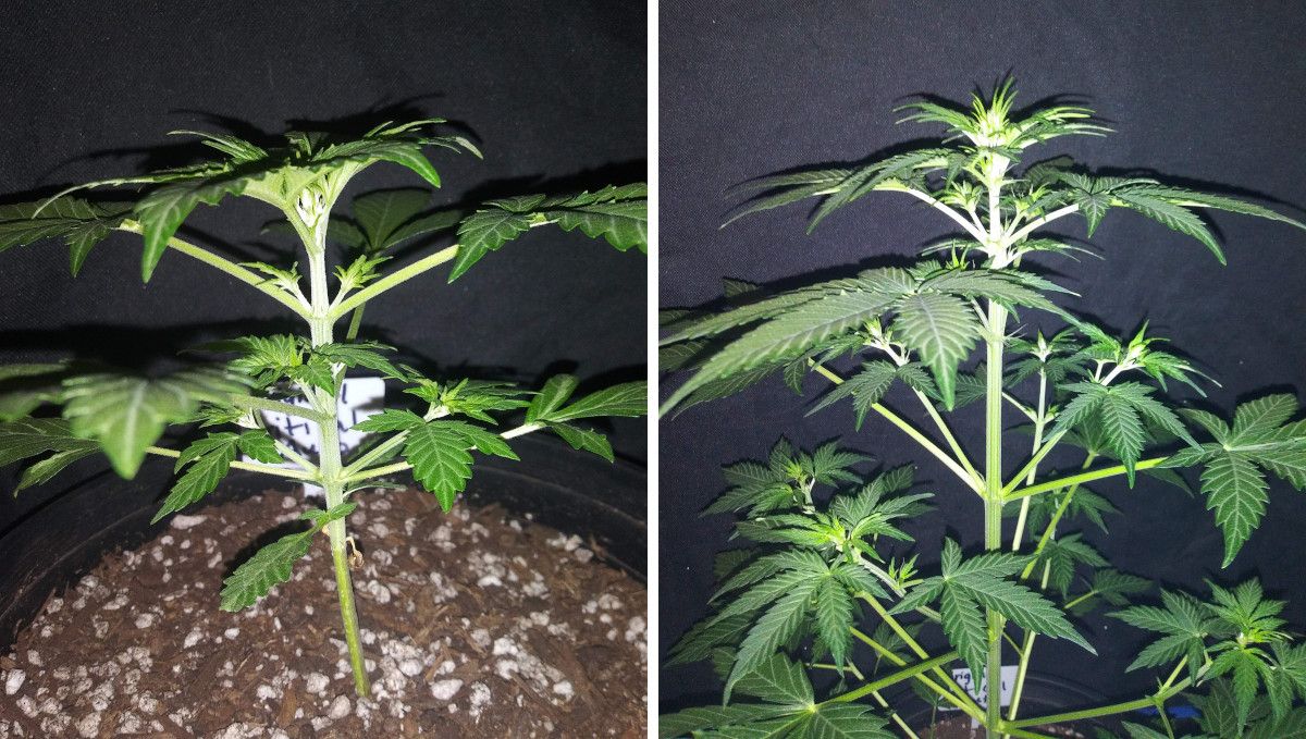Critical Auto Cannabis Strain Week-by-Week Guide: An untrained weed plant at 3 and 4 weeks from seed