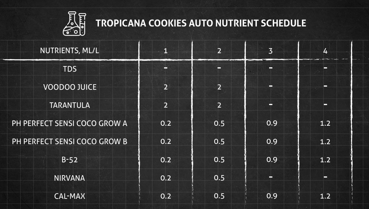 Tropicana Cookies Auto 대마 스트레인: 생장기 영양 스케줄