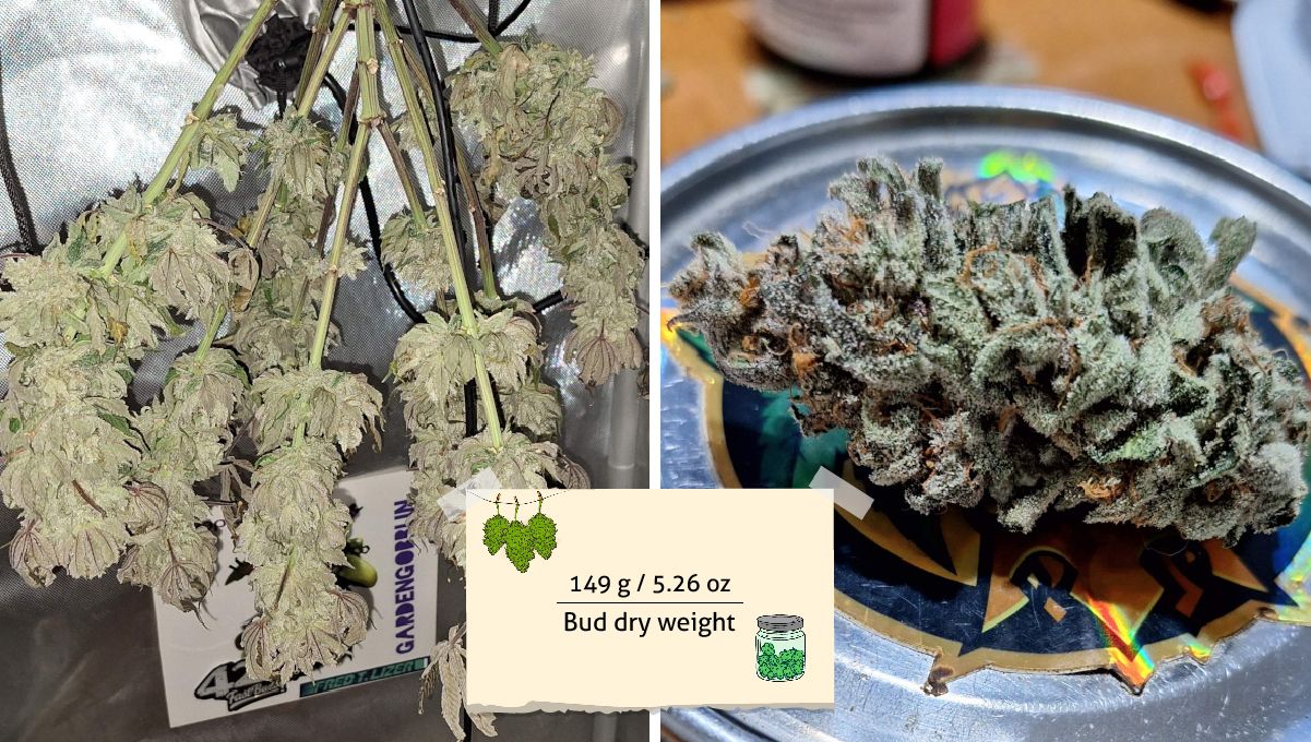 GG4 Sherbet FF cannabis strain: yield | a small trimmed plant hung upside down to dry and a trimmed, dried, resinous nugget
