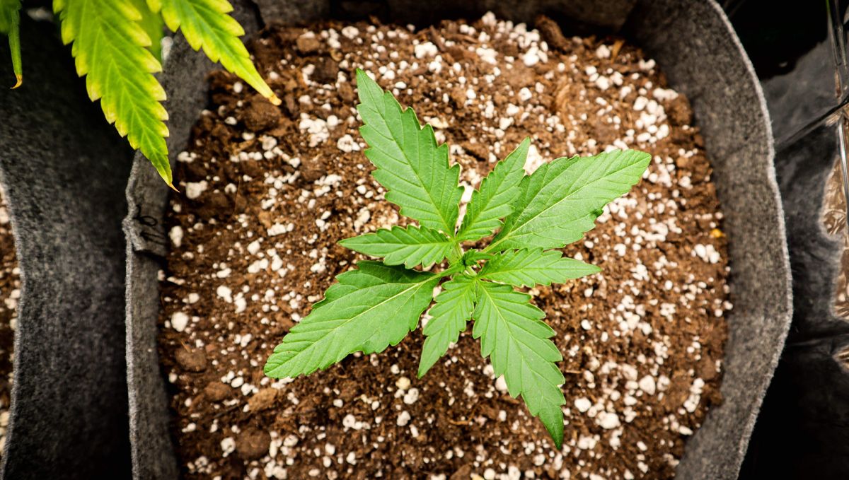 The lifecycle of the auto plants plant: week 1 to week 3