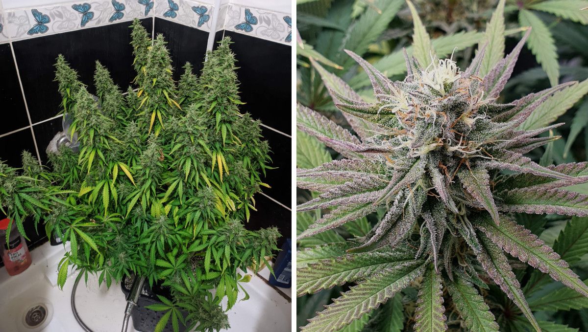 Gorilla Cookies FF cannabis strain: mid flower (bulk phase) | a big mature-looking multi-branch marijuana plant flushed with a shower in a bathroom and a closeup of its resinous cola 