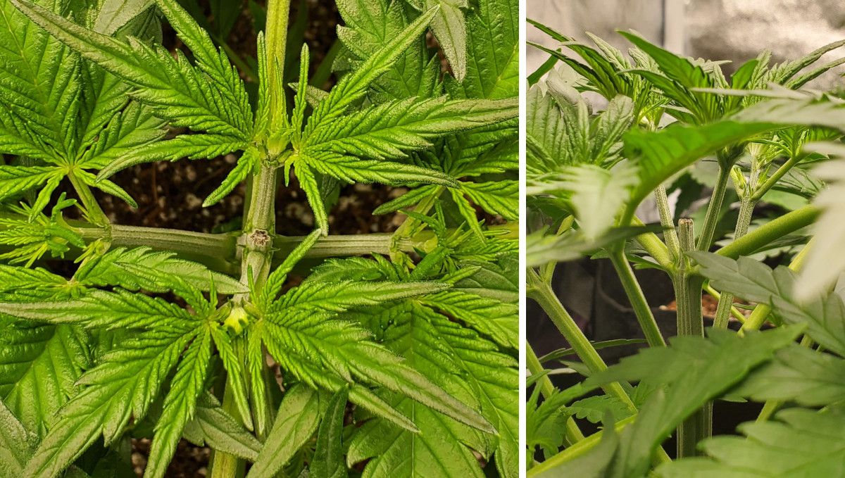 Super Lemon Haze Auto cannabis strain: mid veg | weeks 3-4 | a top and side view of the place where the plant's apex was removed
