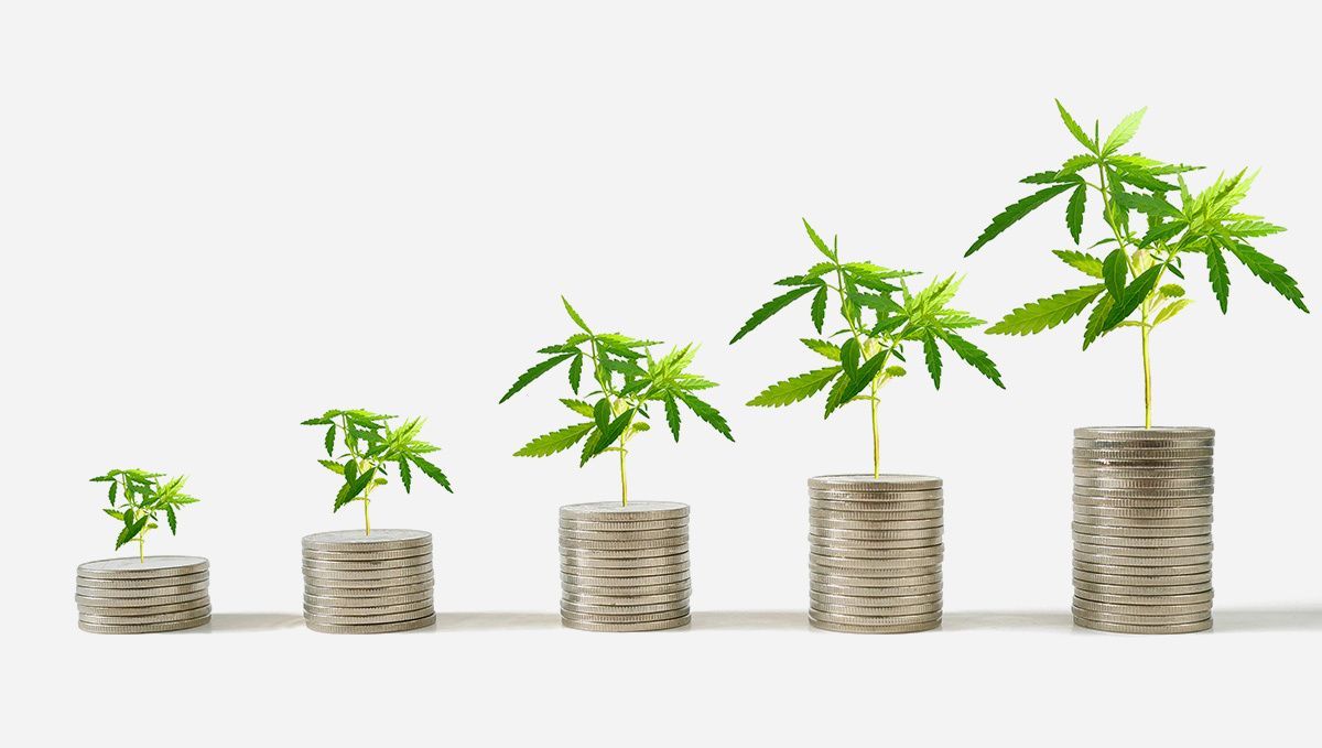 Are autoflowers easy to grow?: save money