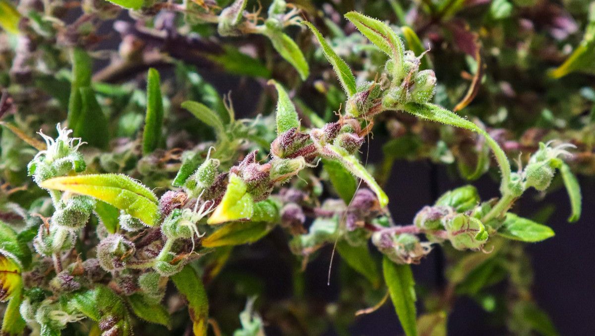 The Best Temperature To Grow Plants: The flowers of a severely foxtailing auto