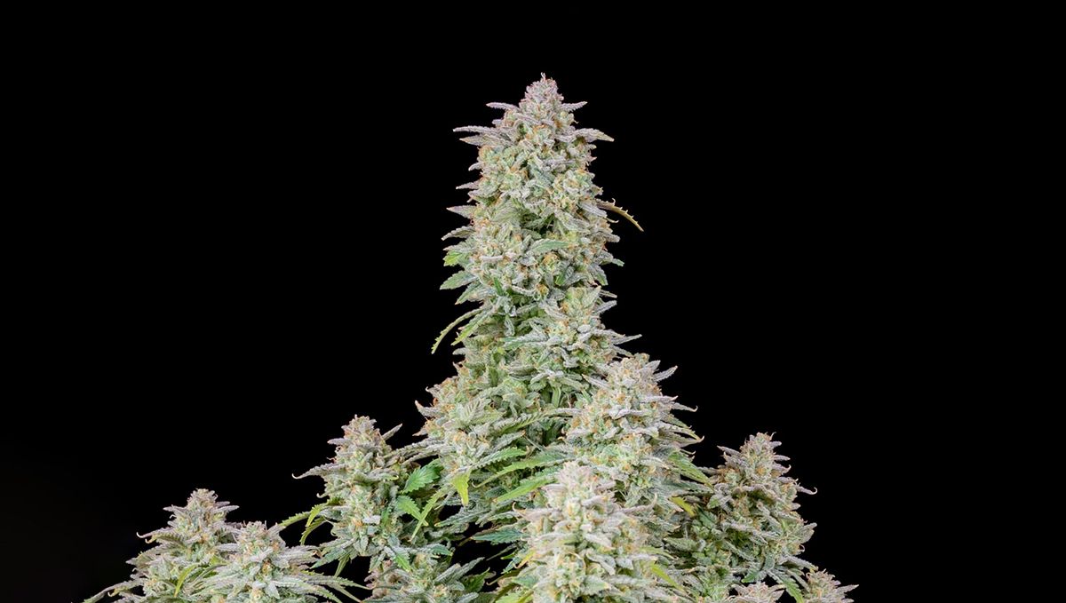 Top 5 best indica autoflower strains: Forbidden Runtz Auto