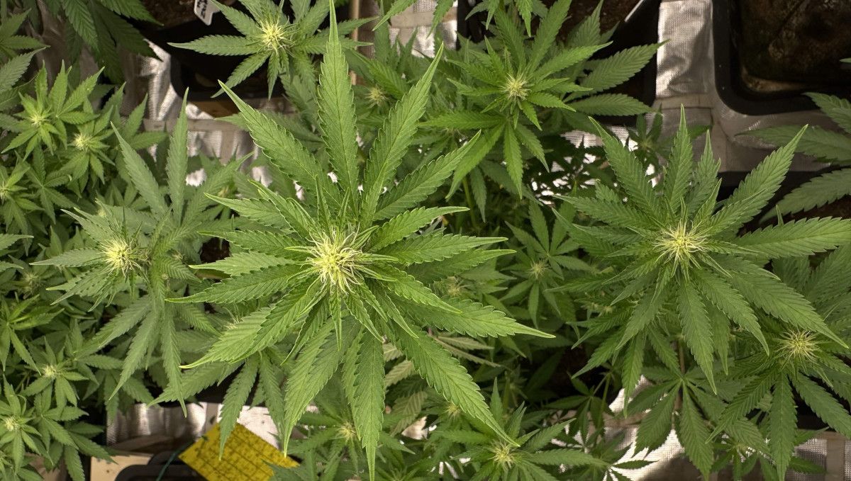 Purple Lemonade FF कैनाबिस स्ट्रेन: ट्रांजिशन (प्री-फ्लावर) | हफ्ता 7 | फ्लफी टॉप्स