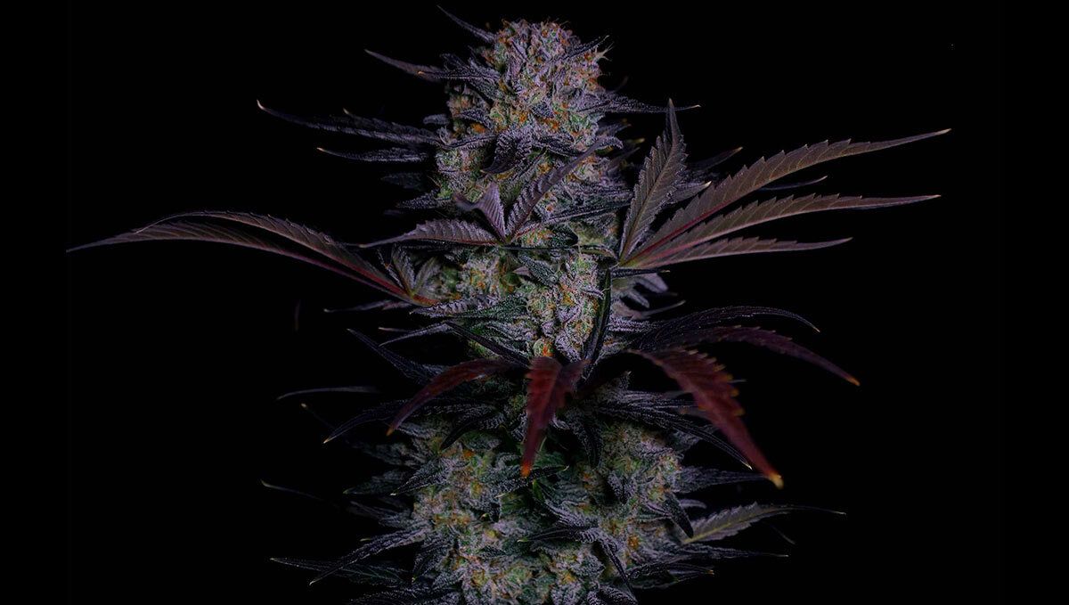Mendo Frost Auto