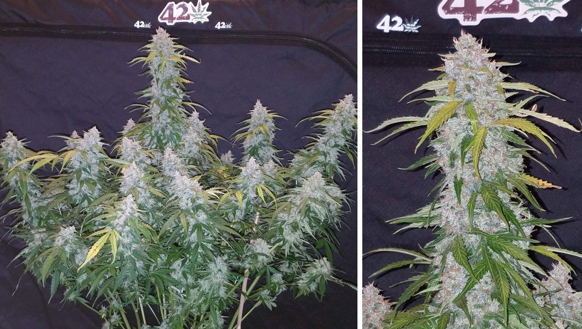 Six Shooter Auto cannabis strain: ripening and harvest | weeks 10+ | a huge autoflower with fading leaves and many fat flowering colas