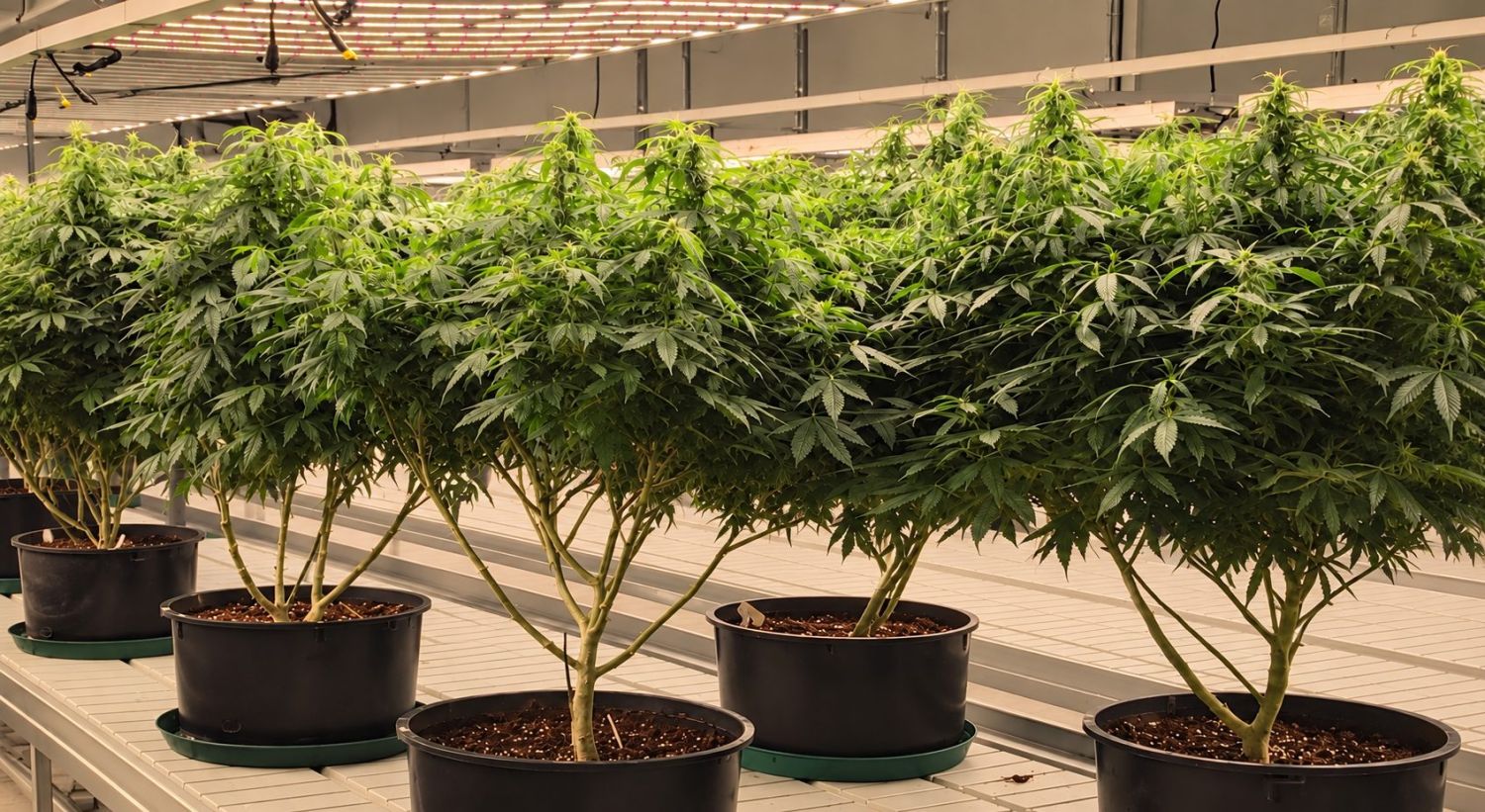 What are Popcorn Buds and How to Avoid Them: Pruning Cannabis