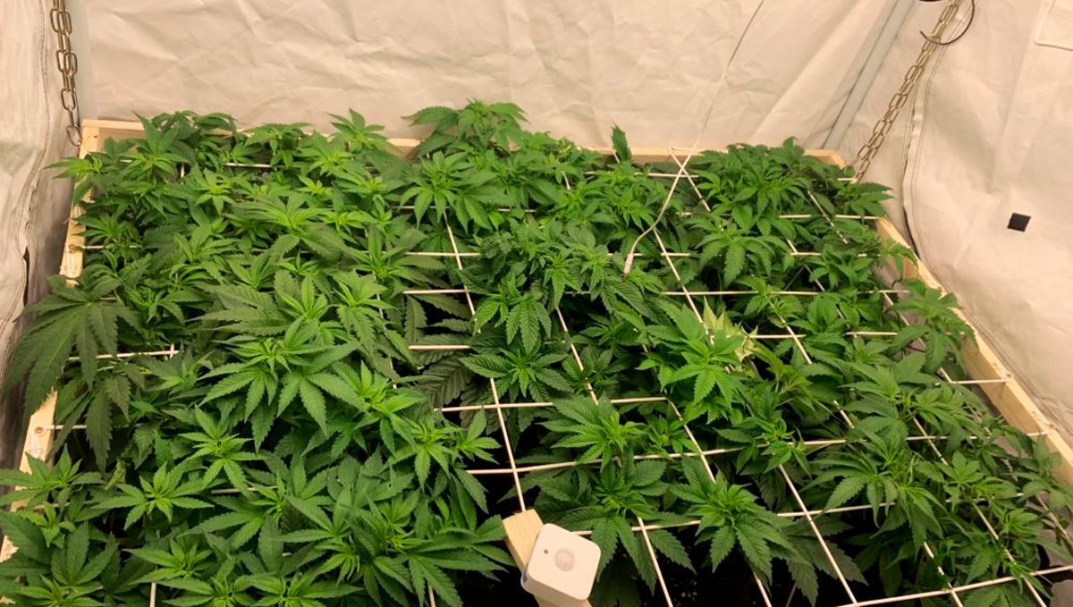 A plants plant being trained under a SCROG screen to control upward growth and improve returns.