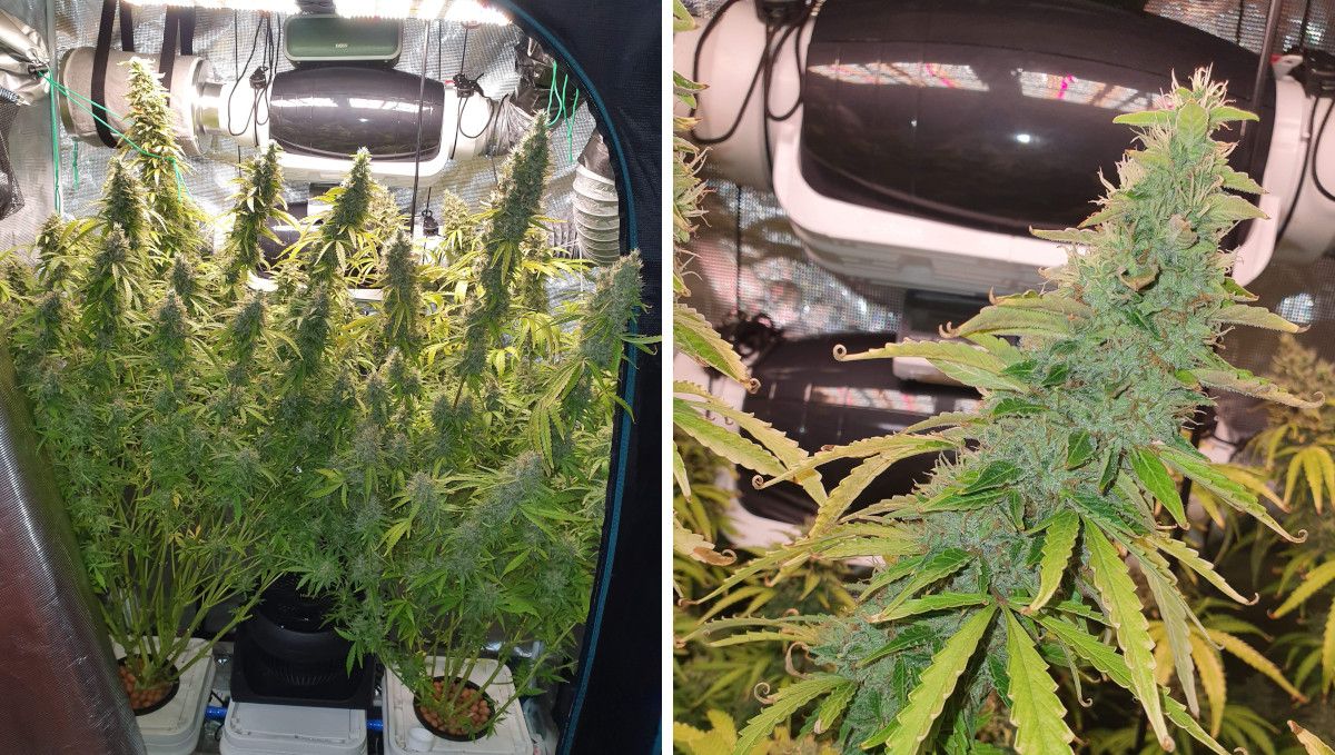 Pineapple Express Auto cannabis-variant: modning og høst | uke 10+ | to høye tynne planter i DWC og nærbilde av spydformet bud
