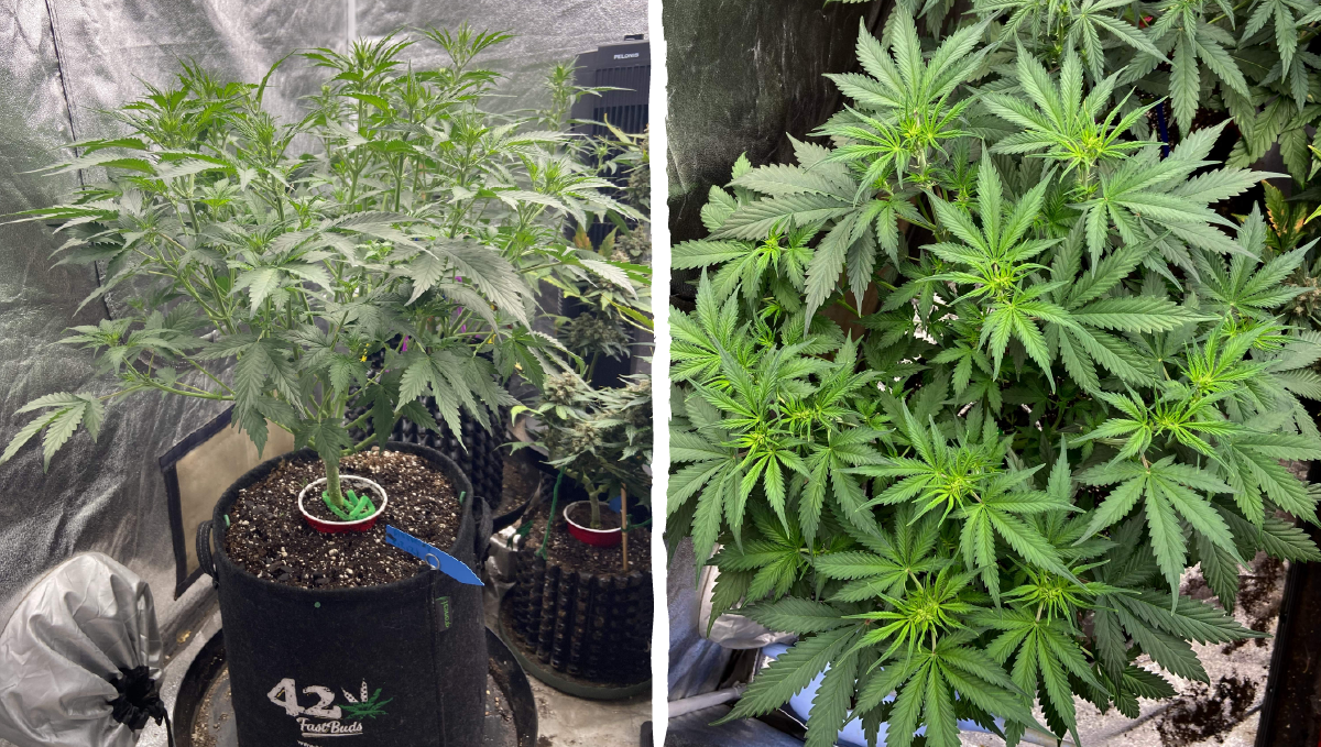Blueberry auto week-by-week guide: vegetative stage week 3