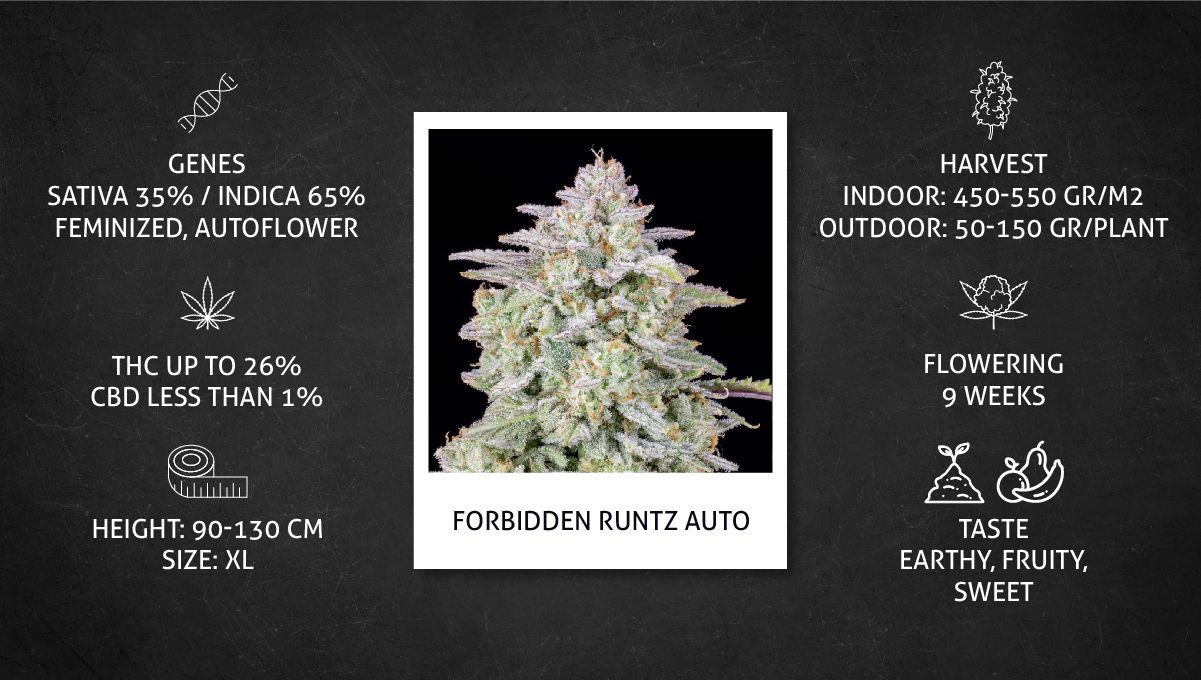 Forbidden Runtz Auto Cannabis Strain Week-by-Week Guide: Strain data sheet