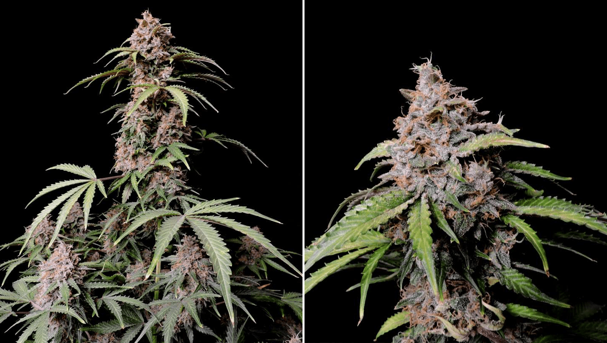 The top 5 best sativa autoflower strains: Amnesia Z Auto