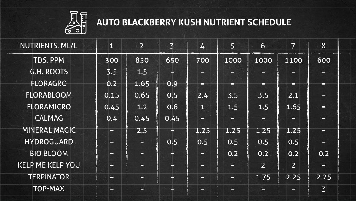 Auto Blackberry Kush cannabis strain: feeding chart for the vegetative stage