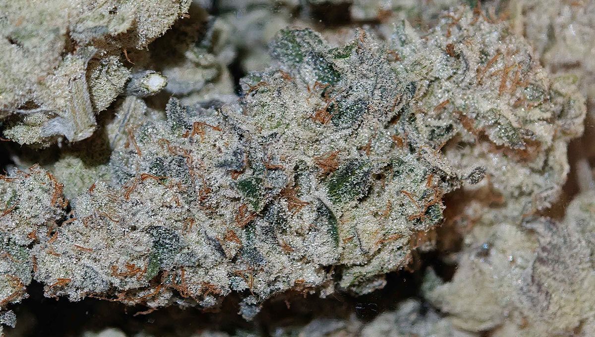 Biscotti Gelato