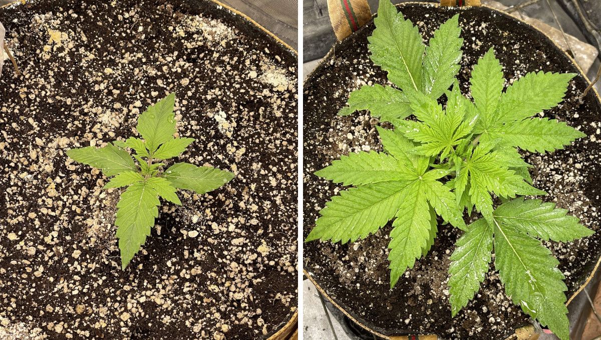 Banana Purple Punch Auto भांग स्ट्रेन: प्रारंभिक वेज | सप्ताह 2 | ऑटोफ्लावर की प्रगति सप्ताह 2 में
