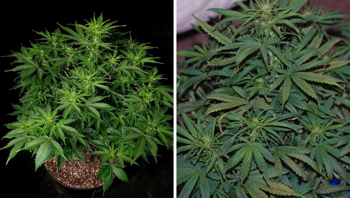 Blueberry Cheese Auto cannabis strain: transition (pre-flower) | week 5 | two very similar looking compact and bushy autoflowers
