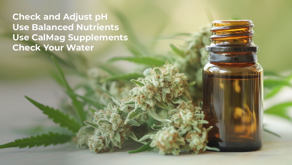 How to Prevent Cal-Mag Deficiency
