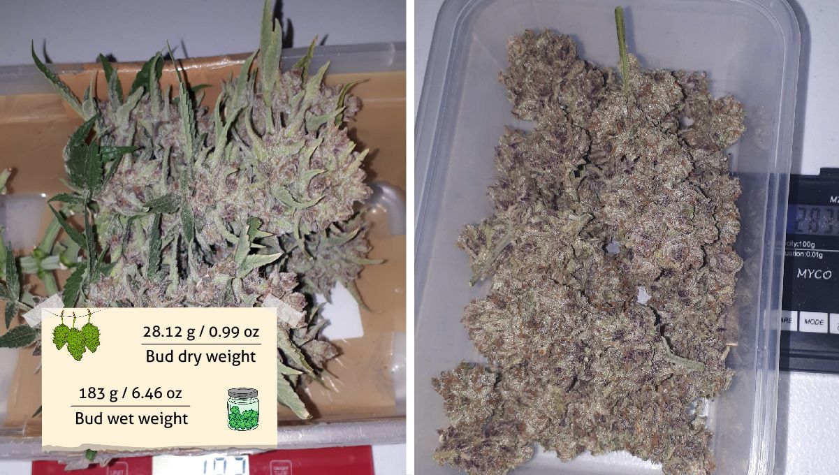 Strawberry Pie Auto Plants Seed Week-by-Week Guide: Freshly cut plants colas and the same buds dried and cured 