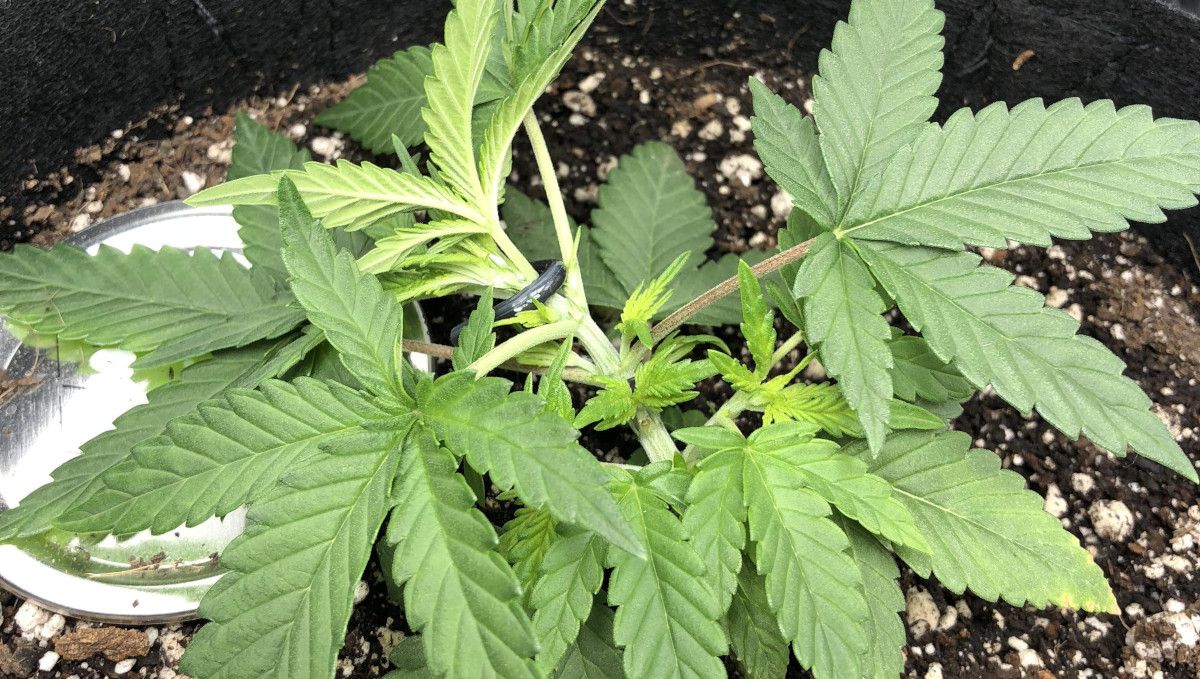 Girl Scout Cookies Auto Plants Seed Week-by-Week Guide: The tie-down (LST) method applied on a short and compact plants plant grown indoors