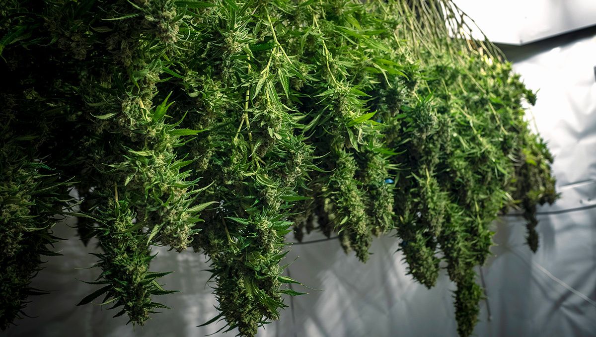 Blueberry auto week-by-week guide: harvest