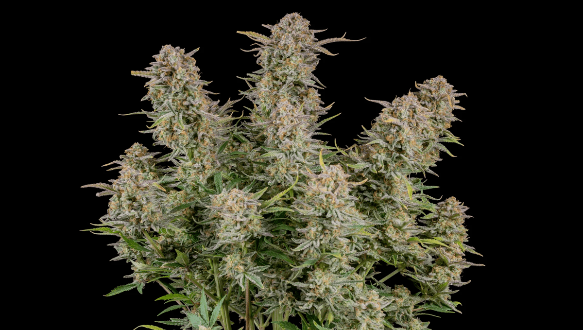 Top 5 Best Auto Strains for Sex: Bruce Banner Auto from fast buds