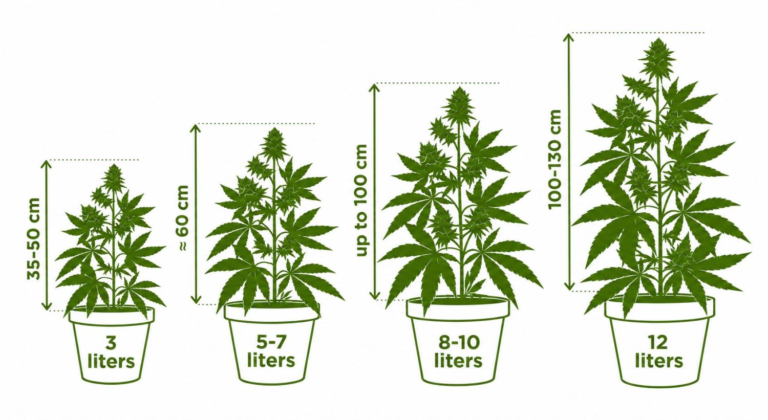 10 Common Myths About Autoflowering Cannabis Plants: Pot size