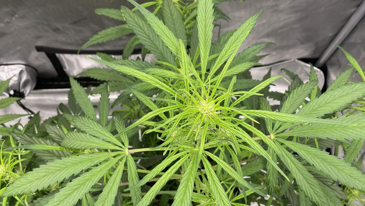 Gorilla Punch Auto 大麻品种：转换（初花期）| 第5周 | 开花初期顶部特写
