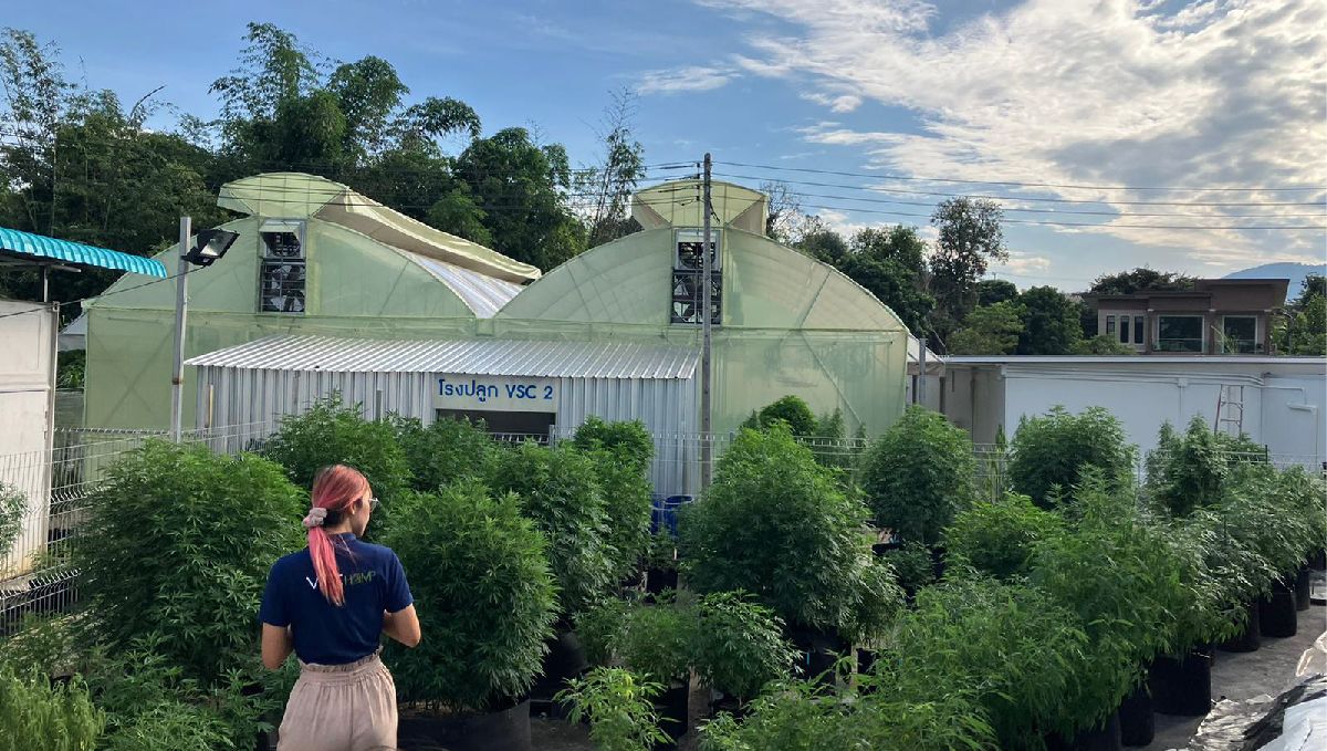 Features of growing plants in Thailand: Outdoors