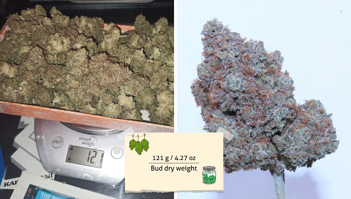 Cream Cookies Auto cannabis strain: yield | many dry marijuana buds on scales and one of those buds with a light purple color shown separately