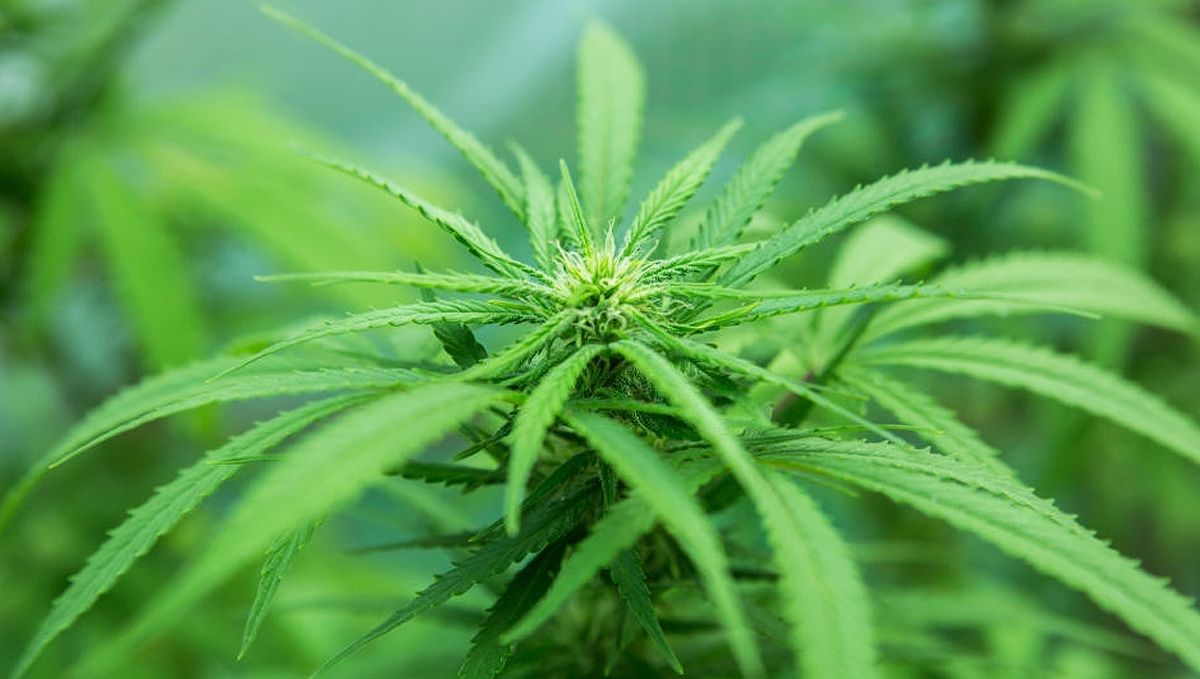 Cómo cultivar semillas de cannabis autoflorecientes al aire libre: Consejos adicionales para el éxito