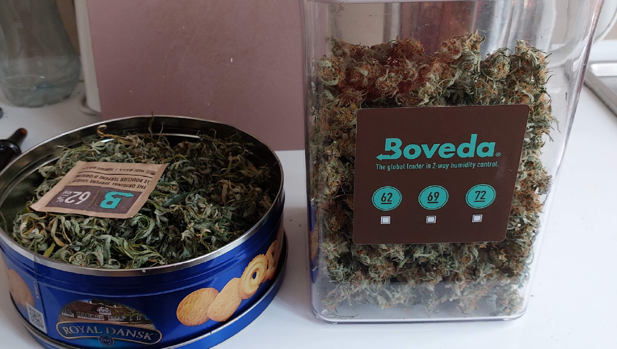 Bruce banner auto cannabis strain: yield and smoke report